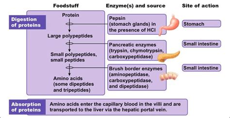 What is the function of carboxypeptidase? - ECHEMI