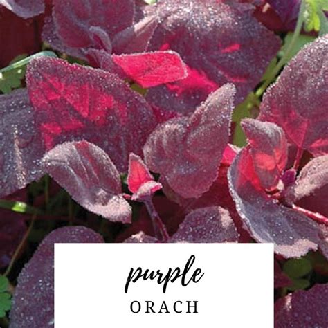 Purple Orach (Purple Spinach) Seeds - Heirloom Vegetable Seed | Vegetable seed, Spinach seeds ...