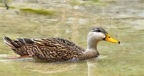 Mottled Duck | Duck species, Dabbling duck, Bird guides