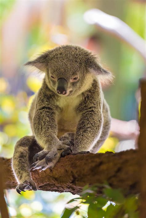 Portrait of koala marsupial native to Australia by Constantin Stanciu / 500px