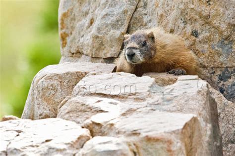 Yellow-bellied Marmot Pictures and Photos - Photography - Bird | Wildlife | Nature - Christopher ...