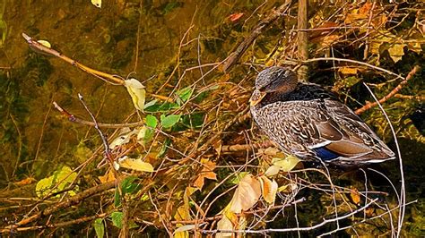 Mallard Duck Plumage - Free photo on Pixabay - Pixabay