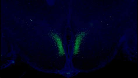 Life span increases in mice when specific brain cells are activated | Office of Neuroscience ...