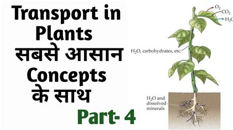 Plasmolysis | Imbibition | Transport In Plants | NEET Biology 2020 | Part - 4 - YouTube