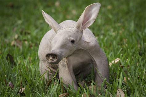 aardvark - Google Search | Baby animals, Cute baby animals, Animals