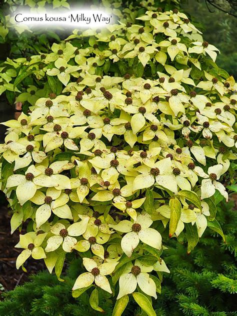 Cornus kousa 'Milky Way' – Singing Tree Gardens Nursery