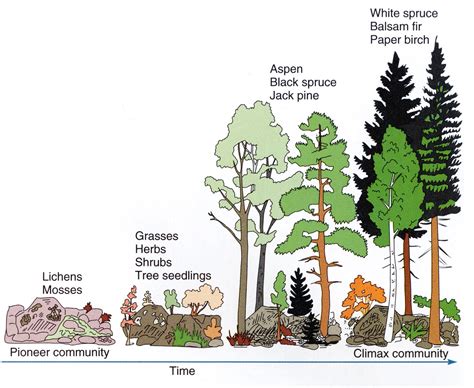 Ecological Succession TEKS 7.10.C diagram - does use out dated term 'climax community' Go here ...