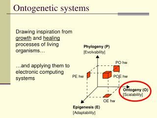 PPT - Preformation vs. Epigenesis PowerPoint Presentation - ID:1430608