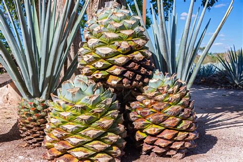 龙舌兰（Tequila），是全世界六大烈性酒之一|龙舌兰|烈性酒|墨西哥_新浪新闻