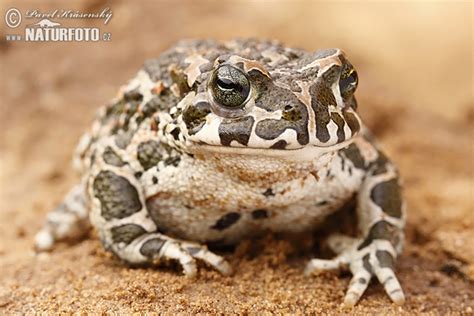 European Green Toad Photos, European Green Toad Images, Nature Wildlife Pictures | NaturePhoto