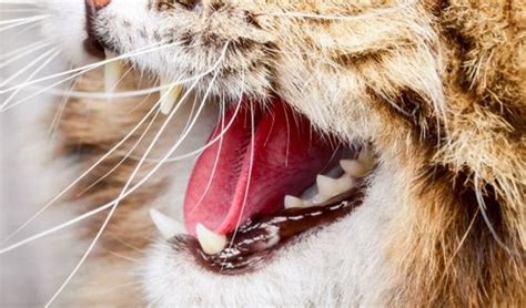 6 Ways to Keep Cats Teeth Clean (With & Without Brushing)