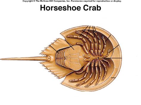 Chapter 7 Class Merostomata- Horseshoe Crab Anatomy Diagram | Quizlet