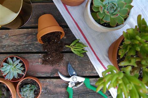 How to Plant Succulent Cuttings