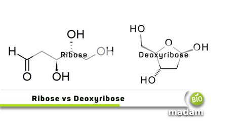 Difference Between Ribose And Deoxyribose - biomadam