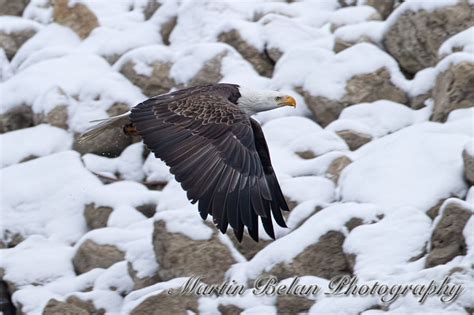 Bald Eagles | Bald Eagle - Flying over the Snow | Bald eagle, Eagles, Eagle