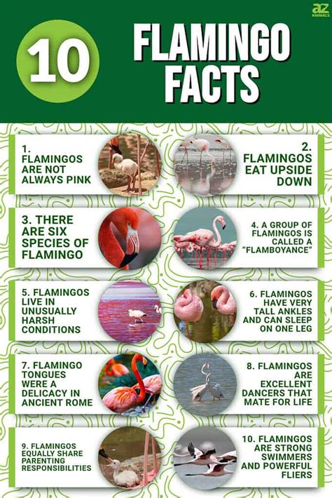 10 Interesting Facts About Flamingos - A-Z Animals