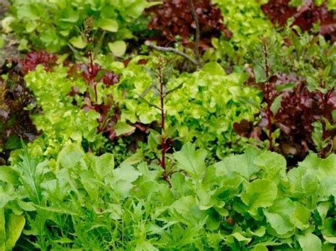 3 Reasons Fresh Lettuce Tastes Bitter and What To Do About It - The Small Town Homestead