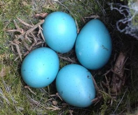 bird egg identification