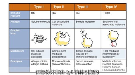 Hypersensitivity Reactions - YouTube