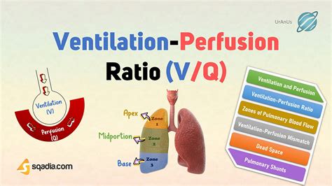 Ventilation-Perfusion Ratio (V/Q)