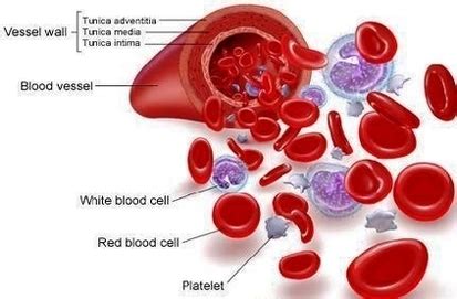 diagram blood plasma | Anatomy System - Human Body Anatomy diagram and ...