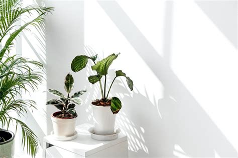 Tropical plants by a white wall with window shadow | premium image by ...