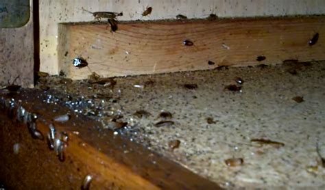 How to get rid of German Cockroaches, Blattella Germanica, Kitchen Roach, infestation control ...