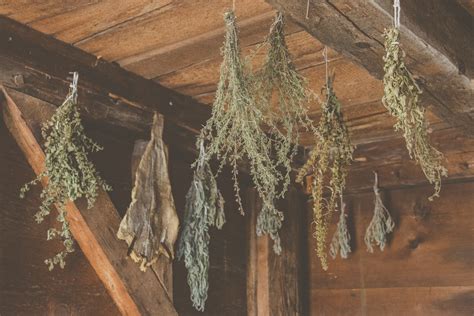 Drying Herbs Free Stock Photo - Public Domain Pictures