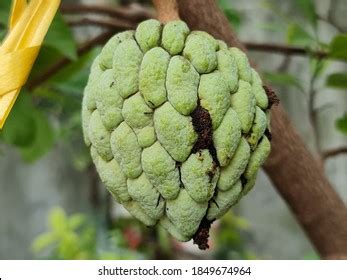 195 Atis Fruit Images, Stock Photos, 3D objects, & Vectors | Shutterstock