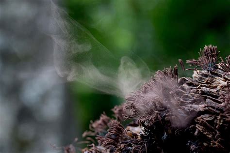 Fungi use water droplet cannons to fling spores into the breeze | New ...