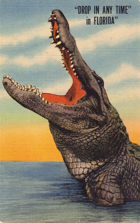 Vintage Florida Alligator Postcard. I love how they advertised the gators in Florida, as if ...