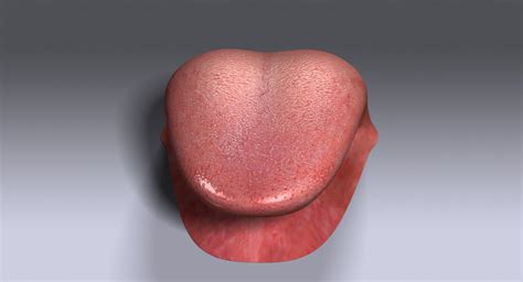 Human Tongue v2.0 3D Model $9 - .3ds .ma .obj .max - Free3D