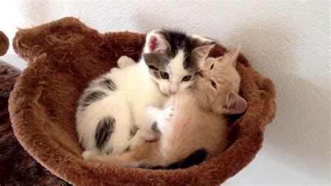 Two cute kittens hugging and playing - YouTube