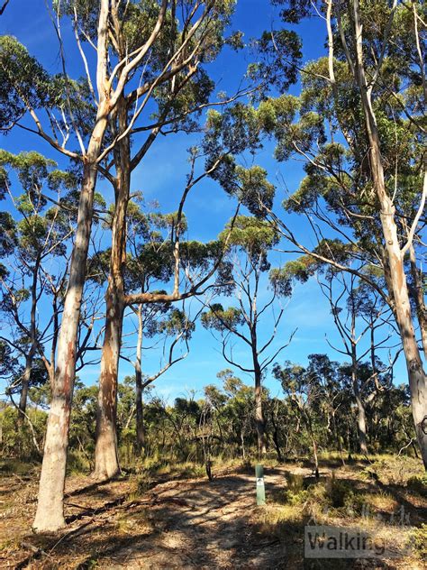 Stringybark Hike | Cox Scrub Conservation Park | Walking SA