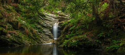 Visiting Knysna Forest - An Untouched Wilderness - Cape Tourism