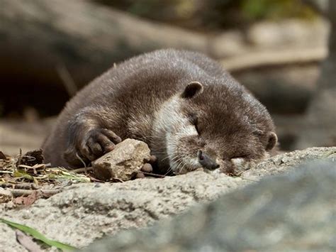 Otter Fell Asleep Holding His Rock — The Daily Otter