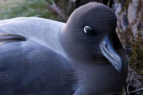 Close-up of a Sooty albatross, South Georgia Island, South Sandwich Islands - Stock Photo - Dissolve