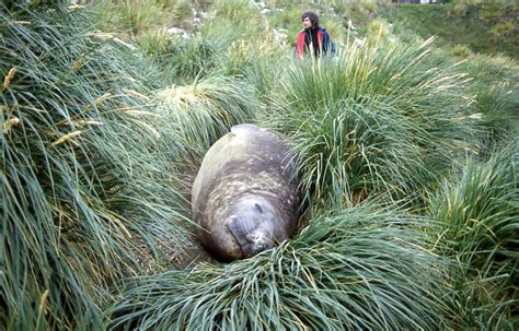 Julian Hurst and an ellie in the tussock grass Grytviken