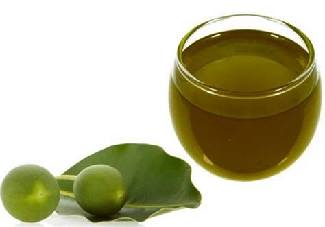 Sacred Herbs, Seeds & Oils - Tamanu Oil (Calophyllum inophyllum) Wholesaler from Bhubaneswar