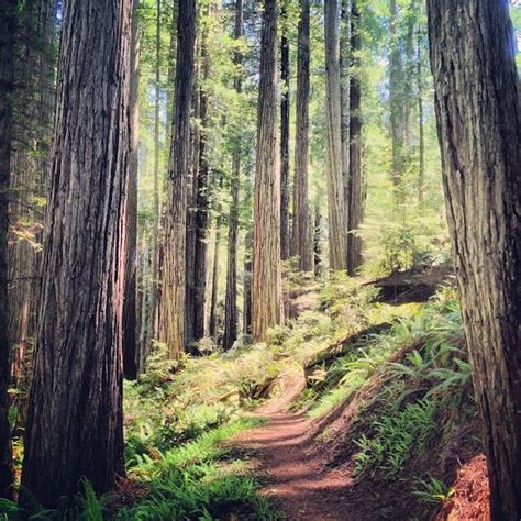 Prairie Creek Redwoods State Park | State parks, West coast road trip, Redwood