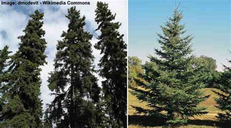 20 Types of Coniferous Trees (With Pictures): Identification Guide