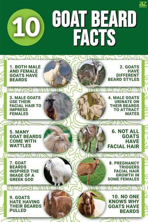 All You Need To Know About Goats Beard: Expert Guide - [Updated July 2024 ]