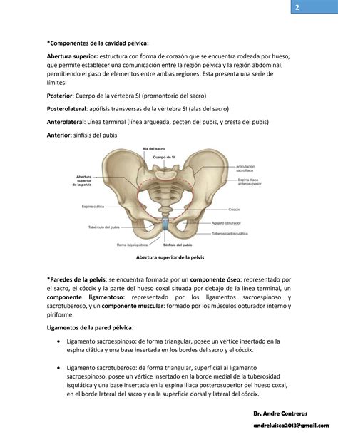 SOLUTION: Pelvis Perine Anatomy - Anatomia de pelvis y perine - Studypool