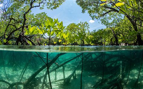 Mangrove Forests in Pakistan: Location, Importance & More | Zameen Blog