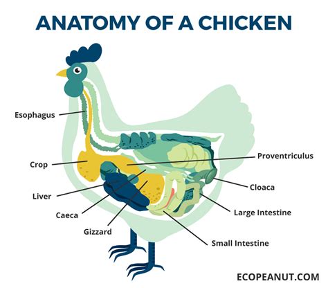 What Do Chickens Eat? A Guide On What To Feed Your Chickens - Eco Peanut