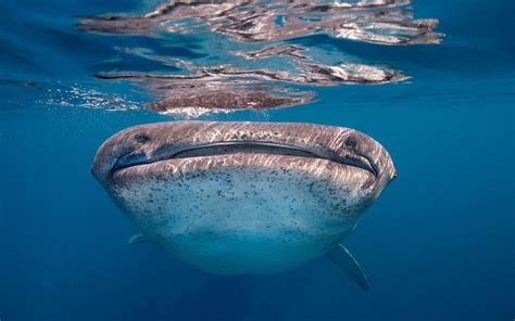 Majestic Whale Shark HD Wallpaper