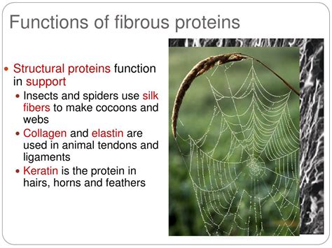 PPT - The Protein PowerPoint Presentation, free download - ID:5591272