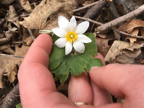 Plant of the Week: Sanguinaria canadensis | Marek Landscaping