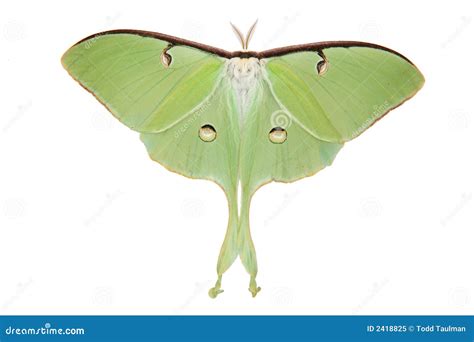 Luna Moth Caterpillar Royalty-Free Stock Photography | CartoonDealer.com #124449107