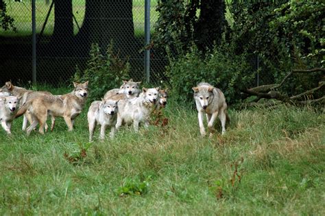 File:Wolf Pack.jpg - Wikimedia Commons